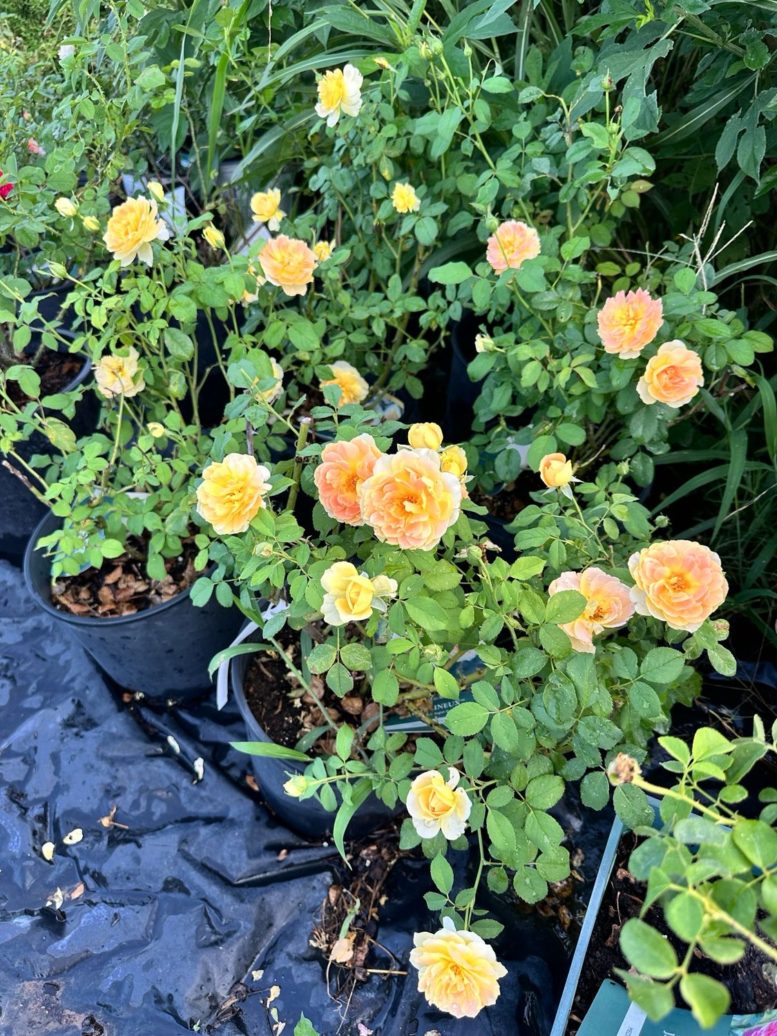David Austin Rose “Molineux” Grade 1, Bare Root. On Multiflora.