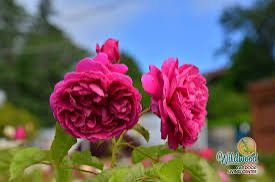 David Austin Rose “James L Austin” Bare Root. Grade 1.