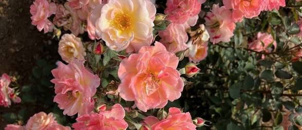 Rose “Niagra Blush” Grade 1. Bare Root. On Multiflora
