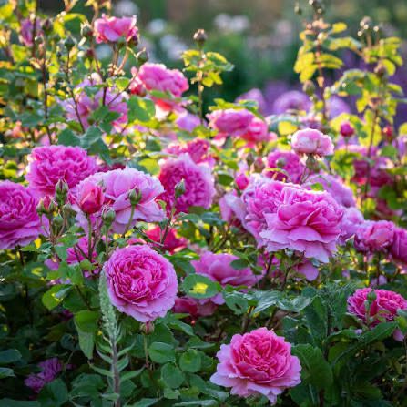 David Austin Rose “Princess Alexandra Of Kent” Grade 1. Bare Root. On Multiflora. David Austin Rose “Princess Alexandra Of Kent” Grade 1. Bare Root. On Multiflora.