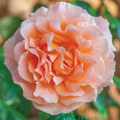 Own Root Rose “Polka Climbing Rose” 1 Gallon Potted. Ships In The Spring. Own Root Rose “Polka Climbing Rose” 1 Gallon Potted. Ships In The Spring.