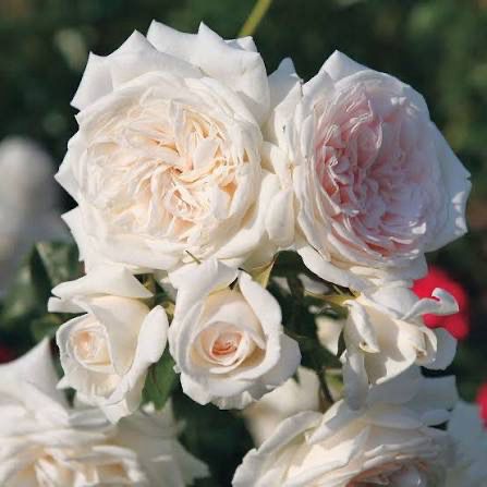 Own Root Rose “Honeymoon Arborose” Climbing Rose. One Gallon Potted. Ships In The Spring Own Root Rose “Honeymoon Arborose” Climbing Rose. One Gallon Potted. Ships In The Spring