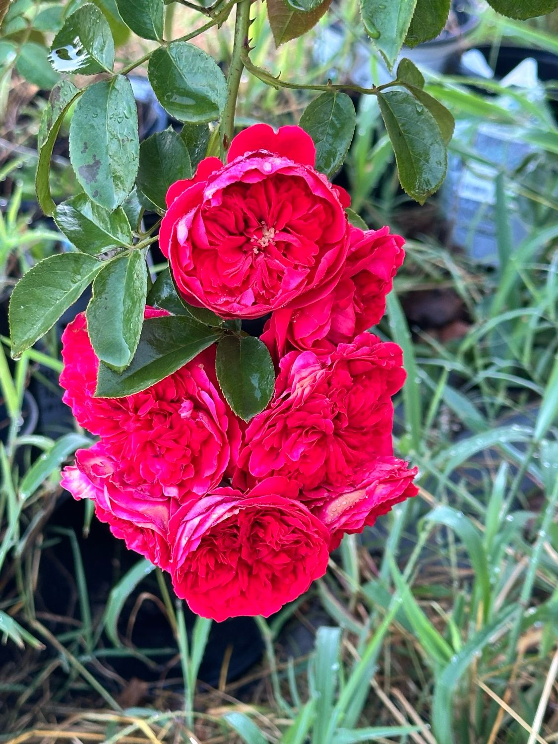 Own Root Rose “Florentina Climbing Rose” Kordes Rose. One Gallon Potted. Ships In The Spring. Own Root Rose “Florentina Climbing Rose” Kordes Rose. One Gallon Potted. Ships In The Spring.