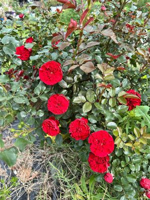 Own Root Rose “Florentina Climbing Rose” Kordes Rose. One Gallon Potted. Ships In The Spring.