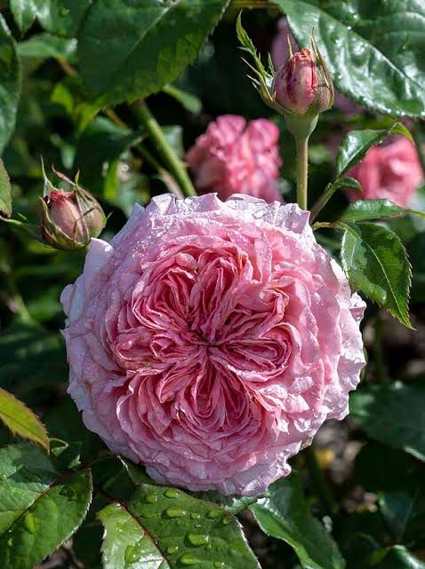 Own Root Rose “Romantica Ballgown” One Gallon Potted. Ships In The Spring. Own Root Rose “Romantica Ballgown” One Gallon Potted. Ships In The Spring.