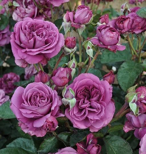 Own Root Rose “Plum Perfect” Kordes Rose. One Gallon Potted. Ships In Spring. Own Root Rose “Plum Perfect” Kordes Rose. One Gallon Potted. Ships In Spring.