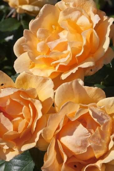 Harkness Rose “Easy Going” Grade 1. Bare Root On Multiflora Rootstock Harkness Rose “Easy Going” Grade 1. Bare Root On Multiflora Rootstock
