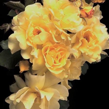 New Rose! “Lemon Meringue Climbing Rose”