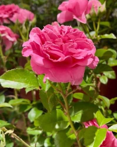 New Rose! “Kathy Dembroski” Grade 1. Bare Root. On Multiflora New Rose! “Kathy Dembroski” Grade 1. Bare Root. On Multiflora