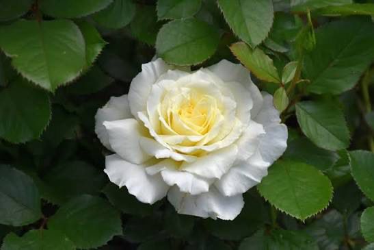 New Rose! “White Licorice” Grade 1, On Multiflora New Rose! “White Licorice” Grade 1, On Multiflora