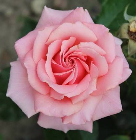 New Rose! “Tournament Of Roses” Grade 1, On Multiflora. New Rose! “Tournament Of Roses” Grade 1, On Multiflora.