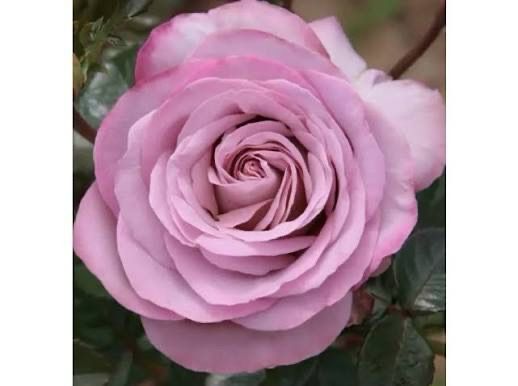 Rose “Blue Girl” Grade 1, On Dr. Huey