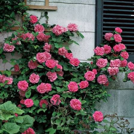 Own Root Rose “Zephirine Drouhin Climbing Rose” Grade 1, Bare Root. Own Root Rose “Zephirine Drouhin Climbing Rose” Grade 1, Bare Root.