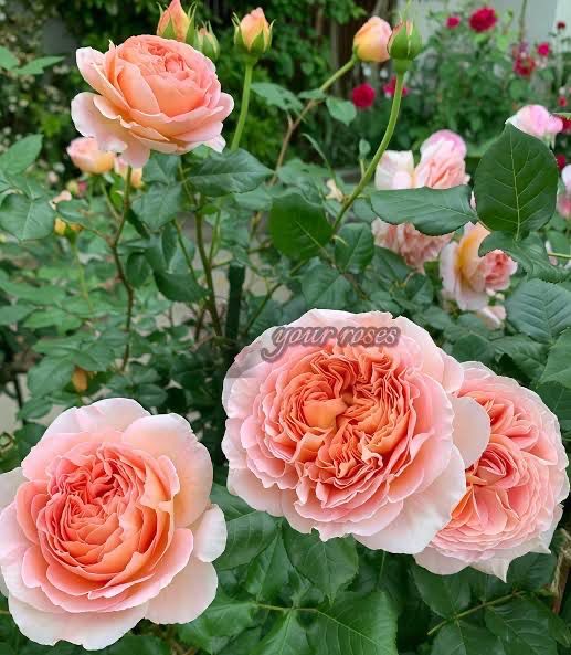 Own Root Rose “Auscot” One Gallon Potted. Ships In Spring 2027. Own Root Rose “Auscot” One Gallon Potted. Ships In Spring 2027.