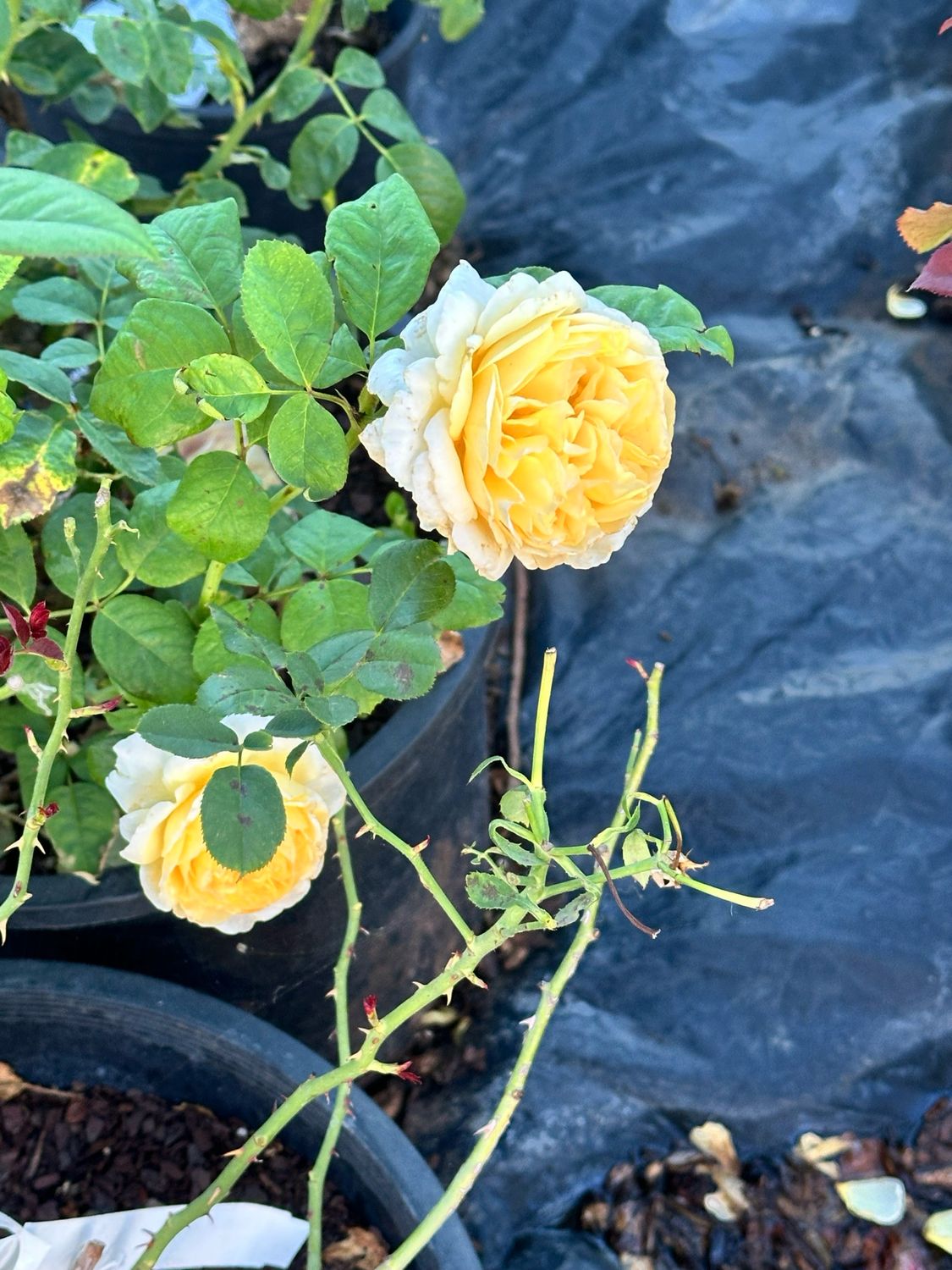 Meilland Rose “Moonlight Romantica” Climbing Rose. Grade 1. Bare root. On Multiflora. Meilland Rose “Moonlight Romantica” Climbing Rose. Grade 1. Bare root. On Multiflora.