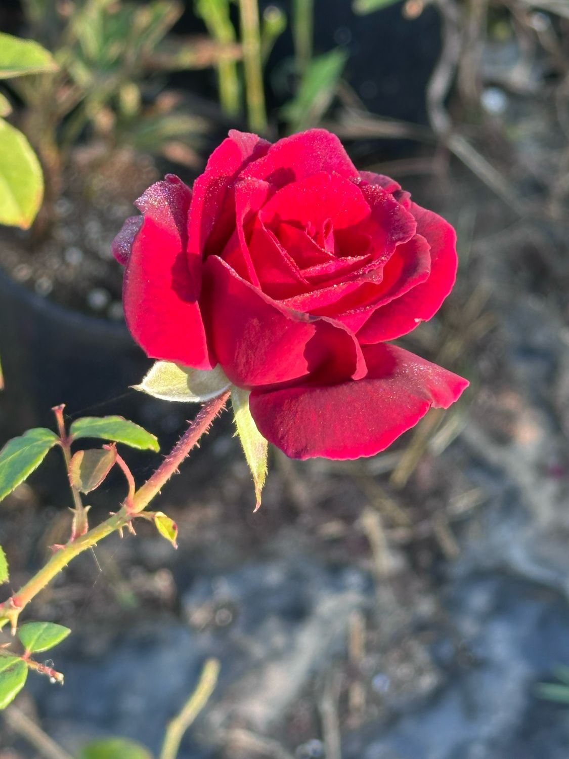 New Rose! “Oklahoma” Grade 1, Bare Root. On Multiflora.