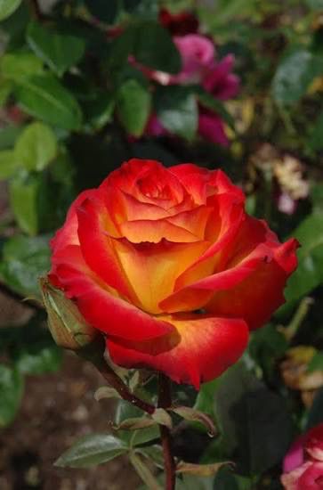 Rose “Perfect Moment” Rose “Perfect Moment”