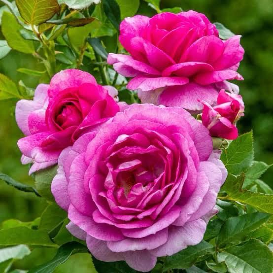 Carruth Rose “Perfume Factory” Grade 1. Bare Root. On Multiflora. Carruth Rose “Perfume Factory” Grade 1. Bare Root. On Multiflora.
