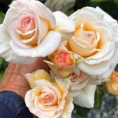 Jalbert Rose “Rose Of Rosalie” Grade 1. Bare Root. On Multiflora.