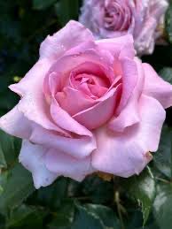 New! Jalbert Rose “Sweet Willamina” Grade 1, Bare Root. On Multiflora. New! Jalbert Rose “Sweet Willamina” Grade 1, Bare Root. On Multiflora.