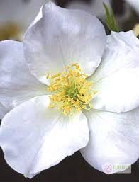 Rose “Morden Snow Beauty” Grade 1. Bare Root. On Multiflora.