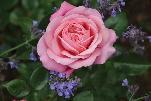 New Rose! “Blush Fragrant Showpiece” Grade 1. Bare Root. On Multiflora. New Rose! “Blush Fragrant Showpiece” Grade 1. Bare Root. On Multiflora.