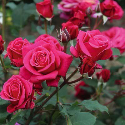 New Rose! “Lipstick Fragrant Showpiece” Grade 1. Bare Root. On Multiflora.