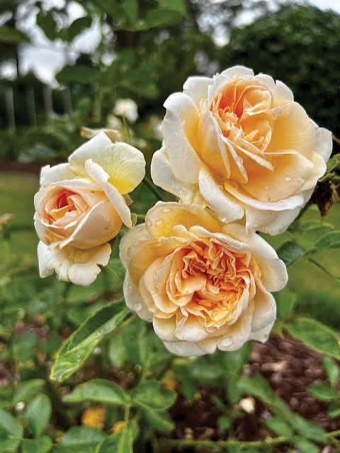 New Rose! “Champagne Fragrant Showpiece” Grade 1. Bare Root. On Multiflora.