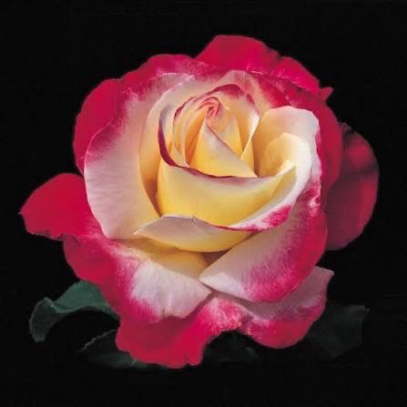 Rose “Double Delight” Grade 1. Bare Root. On Dr. Huey