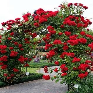 Rose “Don Juan” Climbing Rose. Bare Root. On Dr. Huey