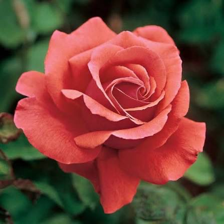 Rose “Fragrant Cloud” Grade 1. Bare Root. On Dr. Huey. Rose “Fragrant Cloud” Grade 1. Bare Root. On Dr. Huey.