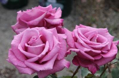 Rose “Fragrant Plum” Grade 1. Bare Root. On Dr. Huey.