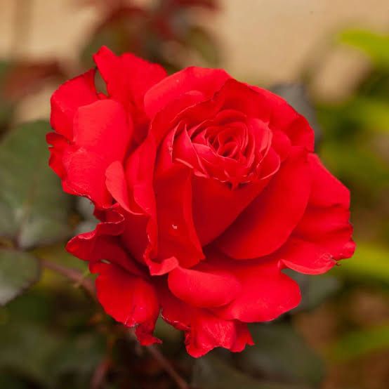 Rose “Legends” Grade 1. Bare Root. On Dr. Huey Rose “Legends” Grade 1. Bare Root. On Dr. Huey