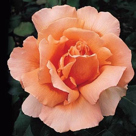 Rose “Just Joey” Grade 1, Bare Root. On Dr. Huey Rose “Just Joey” Grade 1, Bare Root. On Dr. Huey