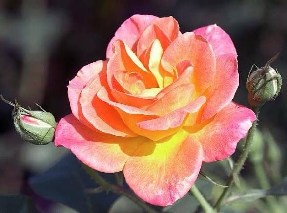 Rose “Joseph’s Coat Climbing” Grade 1, Bare Root Rose. Dr. Huey