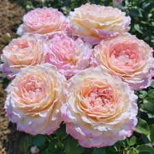 New Rose! “Matrimony” Grade 1. Bare Root On Dr Huey New Rose! “Matrimony” Grade 1. Bare Root On Dr Huey
