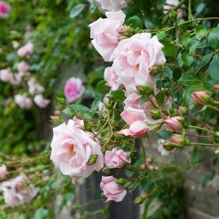 Own Root Rose “New Dawn Climbing Rose” Grade 1. Bare Root.