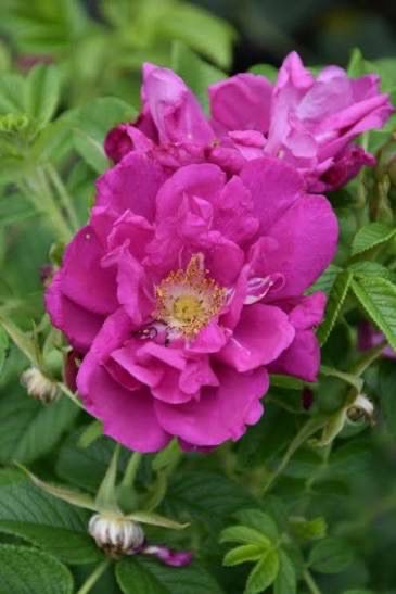 Own Root Rose “Purple Pavement” Own Root Rose “Purple Pavement”