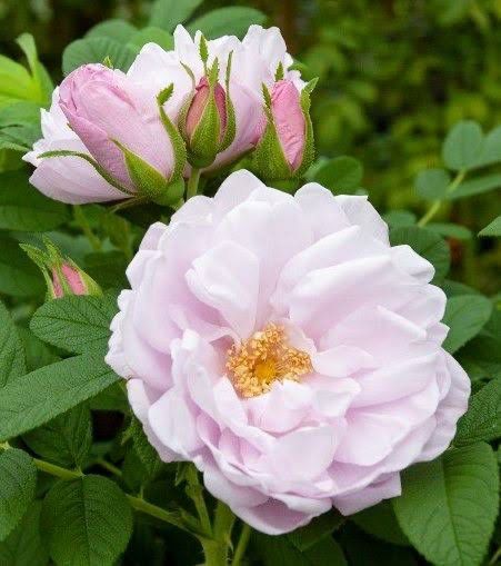 Own Root Rose “Snow Pavement” Grade 1. Bare Root. Own Root Rose “Snow Pavement” Grade 1. Bare Root.