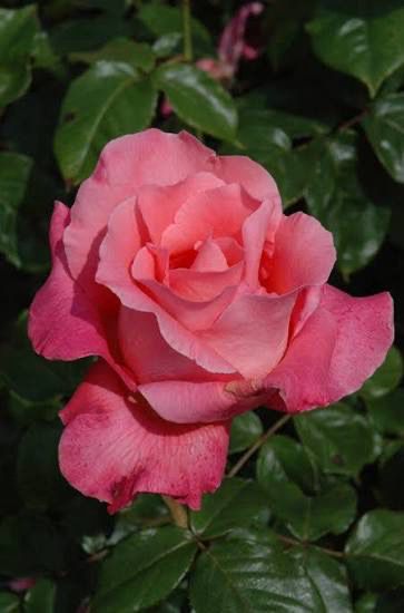 Rose “Touch Of Class” Grade 1. Bare Root. On Dr. Huey. Rose “Touch Of Class” Grade 1. Bare Root. On Dr. Huey.