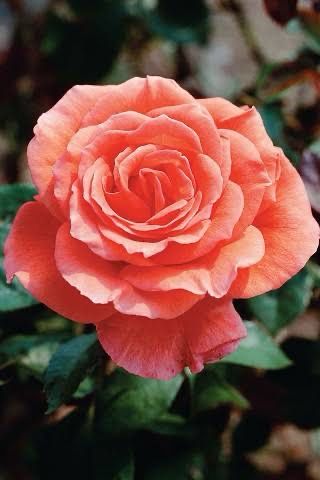 Rose “Tropicana” Grade 1. Bare Root. On Dr. Huey