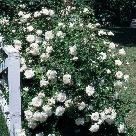 Rose “White Dawn Climbing Rose” Grade 1. Bare Root. On Dr. Huey