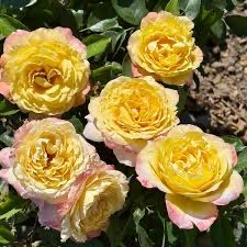 Tree Rose “Joyride” 36” Standard. Grade 1. Bare Root. Tree Rose “Joyride” 36” Standard. Grade 1. Bare Root.