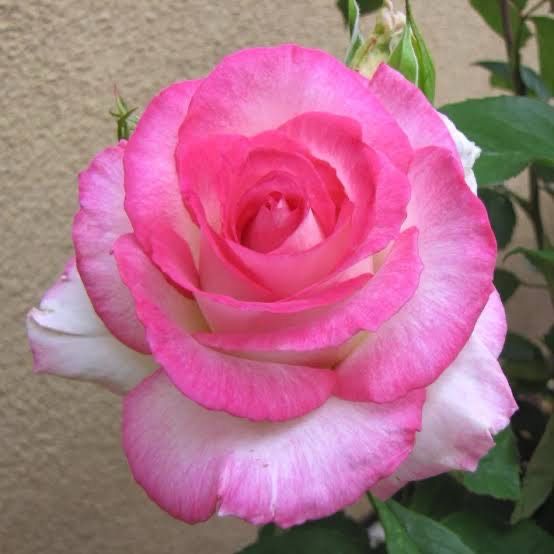 Tree Rose “Angelic Veil” 36” Standard. Grade 1. Bare Root. Tree Rose “Angelic Veil” 36” Standard. Grade 1. Bare Root.