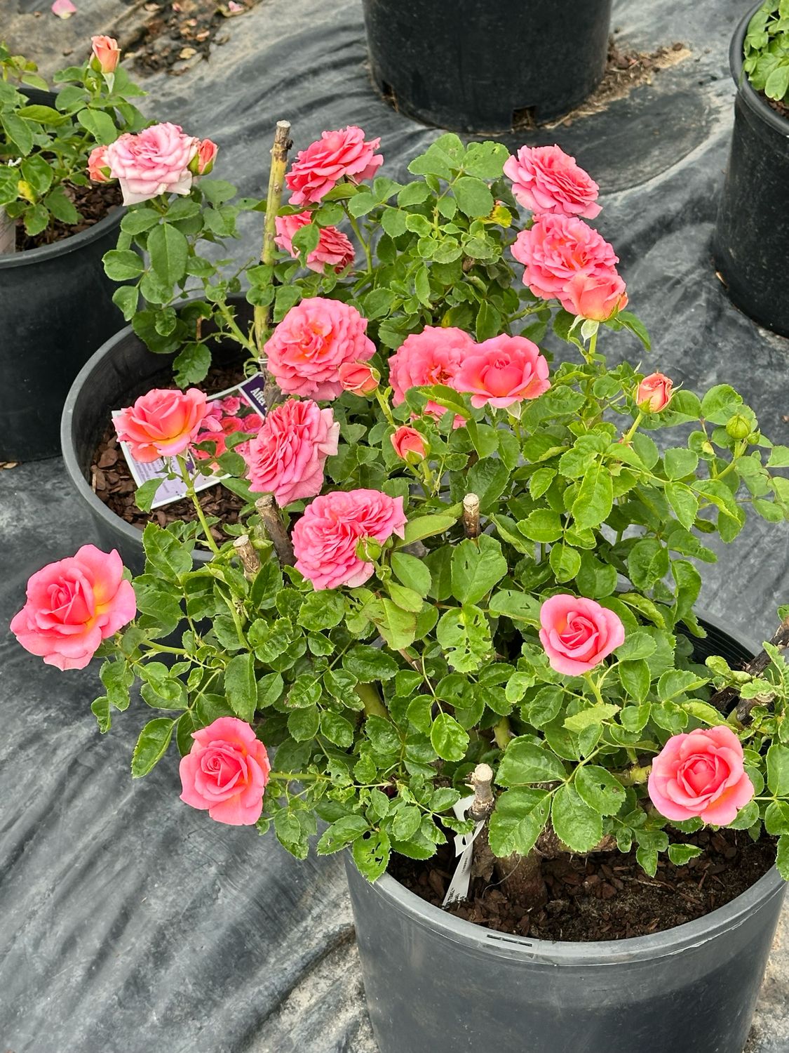 Tree Rose “Time After Time” 36” Standard. Grade 1 Bare Root. Tree Rose “Time After Time” 36” Standard. Grade 1 Bare Root.