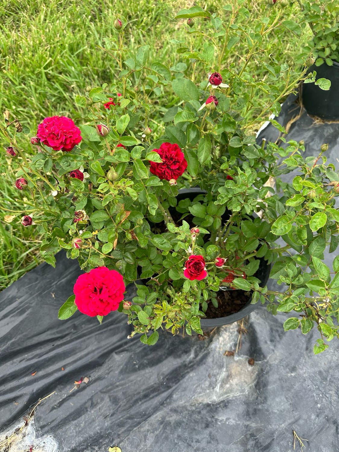 Tree Rose “Nothing But Class” 36” Standard. Grade 1. Bare Root. Tree Rose “Nothing But Class” 36” Standard. Grade 1. Bare Root.