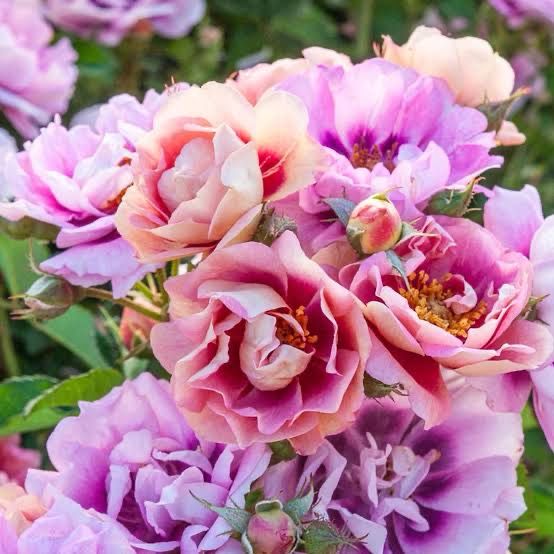 Own Root Rose “Easy On The Eyes” Grade 1. Bare Root. Own Root Rose “Easy On The Eyes” Grade 1. Bare Root.
