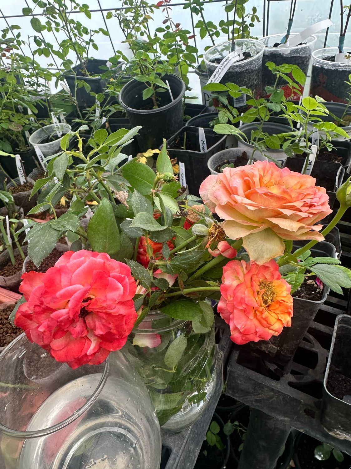 New! Rare Own Root Rose “Meteor” Kordes. One Gallon. Ships In The Spring. New! Rare Own Root Rose “Meteor” Kordes. One Gallon. Ships In The Spring.