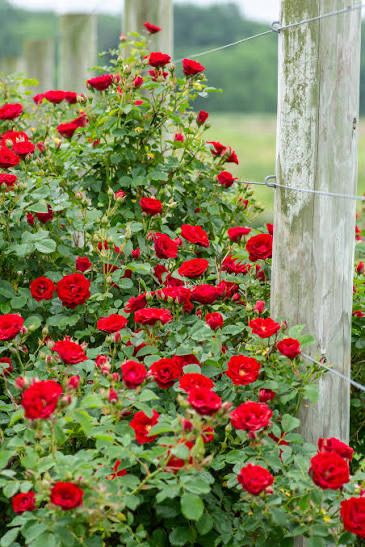 Rose “Cherry Frost Climbing Rose” Grade 1. On Multiflora Rootstock
