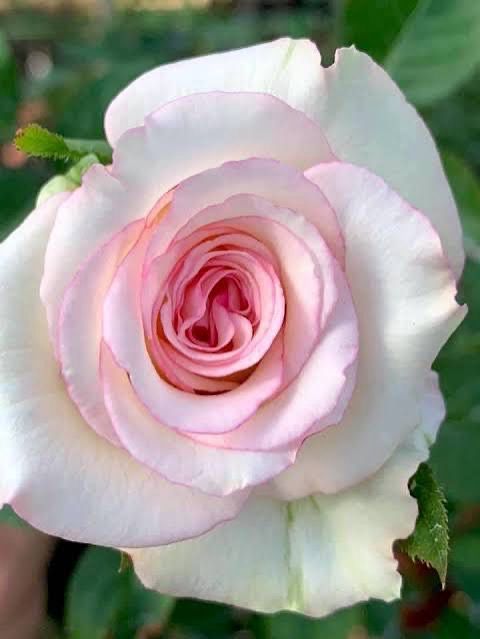 Rose “Moonstone” Grade 1. Bare Root. On Multiflora. Rose “Moonstone” Grade 1. Bare Root. On Multiflora.